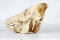 Skull Boar - Sus scrofa 0082